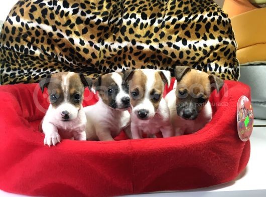 Jack Russell Terri̇er Yavrularimiz Gelmi̇şti̇r görsel
