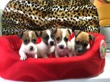 Jack Russell Terri̇er Yavrularimiz Gelmi̇şti̇r