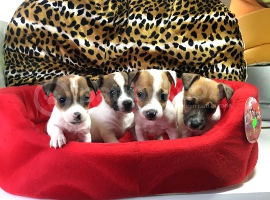 Jack Russell Terri̇er Yavrularimiz Gelmi̇şti̇r görsel