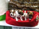 Jack Russell Terri̇er Yavrularimiz Gelmi̇şti̇r