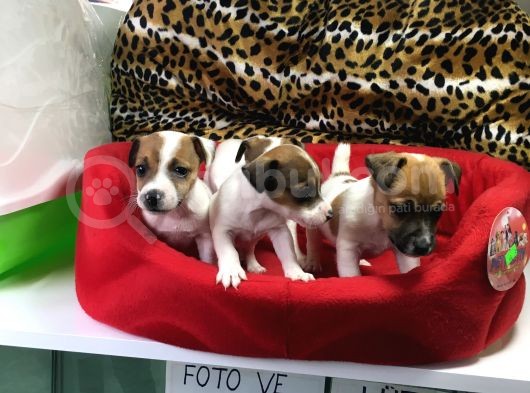 Jack Russell Terri̇er Yavrularimiz Gelmi̇şti̇r görsel