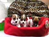 Jack Russell Terri̇er Yavrularimiz Gelmi̇şti̇r