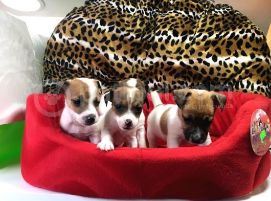 Jack Russell Terri̇er Yavrularimiz Gelmi̇şti̇r görsel