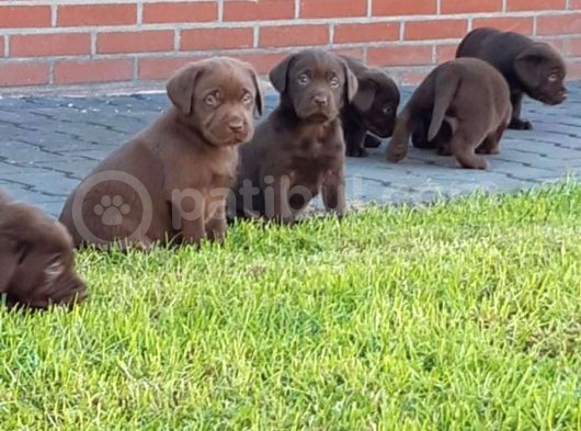 Çi̇ftli̇ği̇mi̇zden Irk Garanti̇li̇ Labrador Yavrular görsel