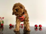 Erkek Dişi Red Brown Toy Poodle