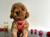 Erkek Dişi Red Brown Toy Poodle