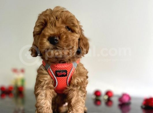 Erkek Dişi Red Brown Toy Poodle görsel