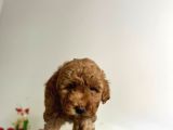 Erkek Dişi Red Brown Toy Poodle