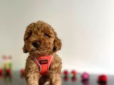 Erkek Dişi Red Brown Toy Poodle