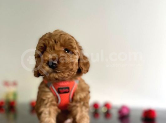 Erkek Dişi Red Brown Toy Poodle görsel