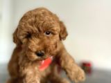 Erkek Dişi Red Brown Toy Poodle
