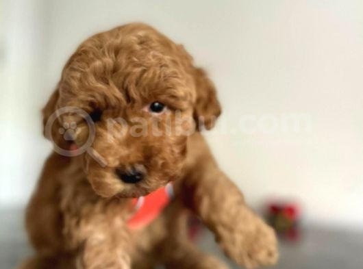 Erkek Dişi Red Brown Toy Poodle görsel