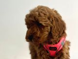 Erkek Dişi Red Brown Toy Poodle