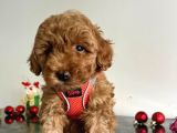 Erkek Dişi Red Brown Toy Poodle