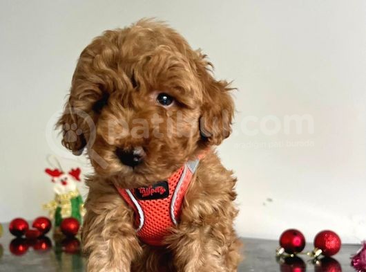Erkek Dişi Red Brown Toy Poodle görsel