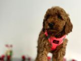 Erkek Dişi Red Brown Toy Poodle