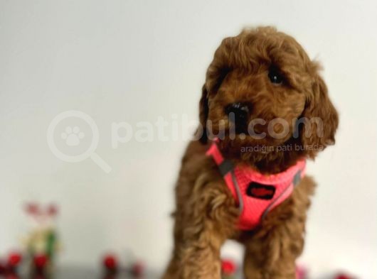 Erkek Dişi Red Brown Toy Poodle görsel