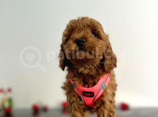 Erkek Dişi Red Brown Toy Poodle görsel