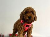 Erkek Dişi Red Brown Toy Poodle