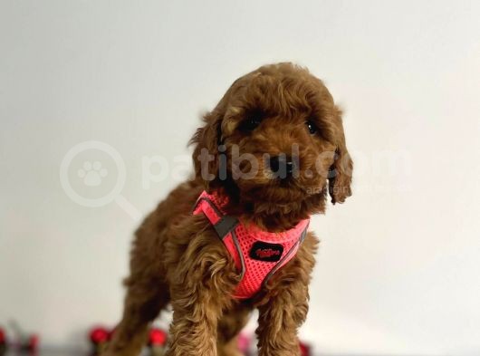 Erkek Dişi Red Brown Toy Poodle görsel