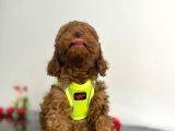 Tüy Dökmez Koku Yapmaz Red Brown Toy Poodle Yavrular