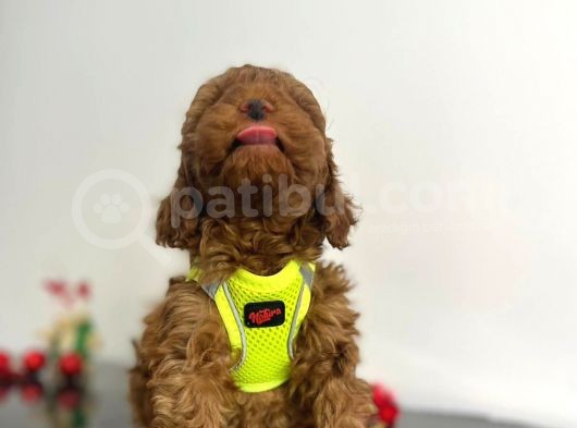 Tüy Dökmez Koku Yapmaz Red Brown Toy Poodle Yavrular