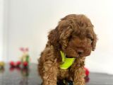 Tüy Dökmez Koku Yapmaz Red Brown Toy Poodle Yavrular
