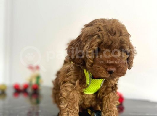 Tüy Dökmez Koku Yapmaz Red Brown Toy Poodle Yavrular görsel