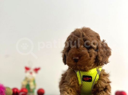 Tüy Dökmez Koku Yapmaz Red Brown Toy Poodle Yavrular görsel