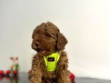 Tüy Dökmez Koku Yapmaz Red Brown Toy Poodle Yavrular