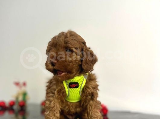 Tüy Dökmez Koku Yapmaz Red Brown Toy Poodle Yavrular görsel