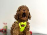 Tüy Dökmez Koku Yapmaz Red Brown Toy Poodle Yavrular