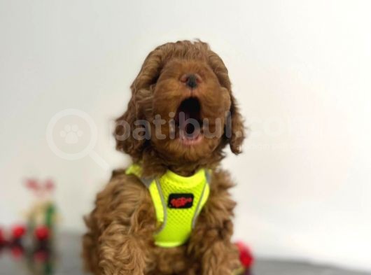 Tüy Dökmez Koku Yapmaz Red Brown Toy Poodle Yavrular görsel