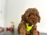 Tüy Dökmez Koku Yapmaz Red Brown Toy Poodle Yavrular