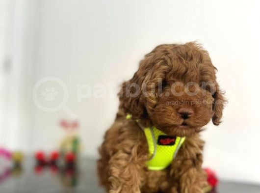 Tüy Dökmez Koku Yapmaz Red Brown Toy Poodle Yavrular görsel