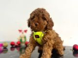 Tüy Dökmez Koku Yapmaz Red Brown Toy Poodle Yavrular