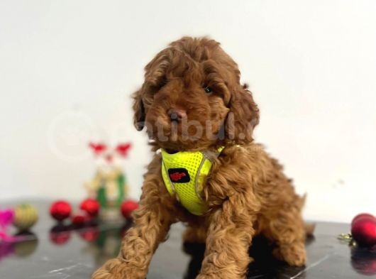 Tüy Dökmez Koku Yapmaz Red Brown Toy Poodle Yavrular görsel