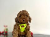 Tüy Dökmez Koku Yapmaz Red Brown Toy Poodle Yavrular