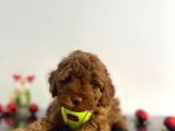 Tüy Dökmez Koku Yapmaz Red Brown Toy Poodle Yavrular