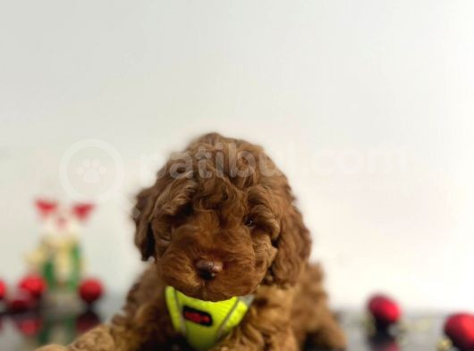 Tüy Dökmez Koku Yapmaz Red Brown Toy Poodle Yavrular görsel