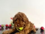 Tüy Dökmez Koku Yapmaz Red Brown Toy Poodle Yavrular