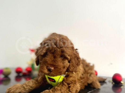 Tüy Dökmez Koku Yapmaz Red Brown Toy Poodle Yavrular görsel