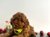 Tüy Dökmez Koku Yapmaz Red Brown Toy Poodle Yavrular
