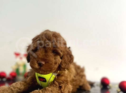 Tüy Dökmez Koku Yapmaz Red Brown Toy Poodle Yavrular görsel