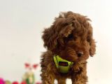 Tüy Dökmez Koku Yapmaz Red Brown Toy Poodle Yavrular