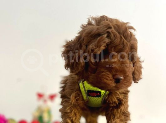 Tüy Dökmez Koku Yapmaz Red Brown Toy Poodle Yavrular görsel