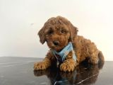 A Kalite Red Brown Toy Poodle Yavrular