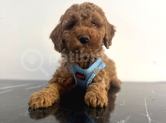 A Kalite Red Brown Toy Poodle Yavrular görsel