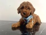 A Kalite Red Brown Toy Poodle Yavrular