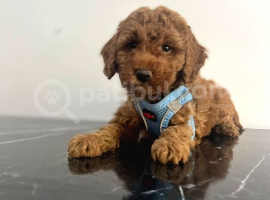 A Kalite Red Brown Toy Poodle Yavrular görsel
